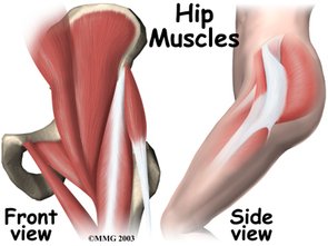 hip muscle.jpg