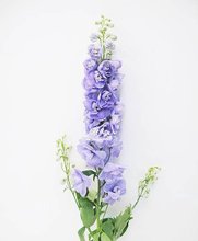 IMG_1008.JPG