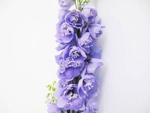 IMG_1006.JPG