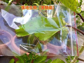 新竹市安親班-植物生態的研討與實作(5上自然)