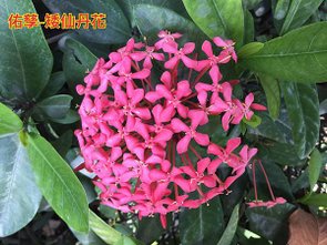 新竹市安親班-佑孳植物花果實種子(3上)