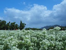 大漢溪韭菜花田