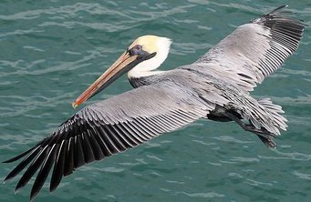 Brown Pelican, flying 3.jpg