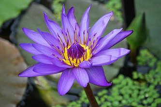 water-lily-362201_1280-734x489.jpg