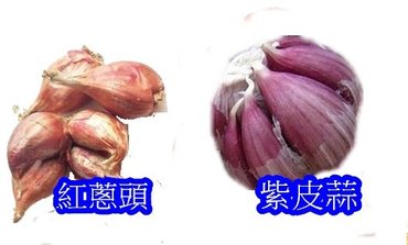 紅蔥頭VS紫皮蒜-去背.jpg
