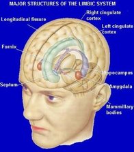 brain_limbic_system_answer_3_xlarge