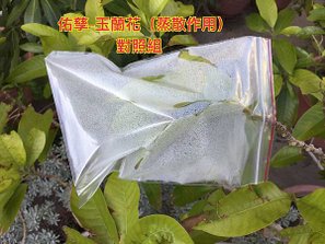 新竹市安親班-植物生態的研討與實作(5上自然)