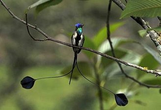 spatuletail_541648s.jpg