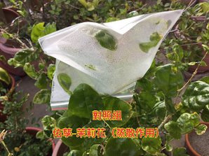 新竹市安親班-植物生態的研討與實作(5上自然)