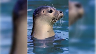 海豹流感