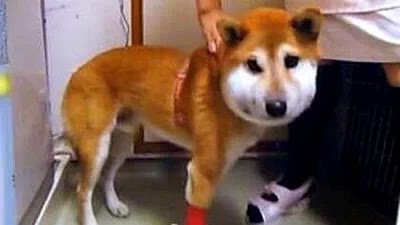 柴犬腫成豬頭樣