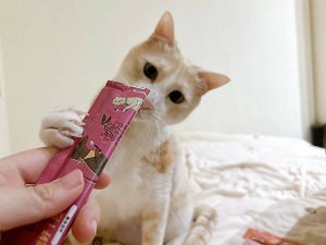 LINE_ALBUM_寵心出發_240329_26