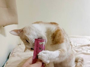 LINE_ALBUM_寵心出發_240329_27