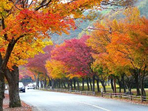autumn-season-222248_1920.jpg