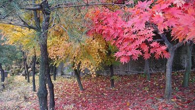 colour-trees-2096844_1920.jpg