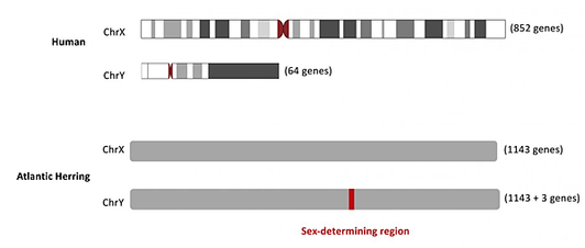 大西洋鯡，迷你Y染色體的誕生