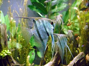 Freshwater_angelfish_biodome.jpg