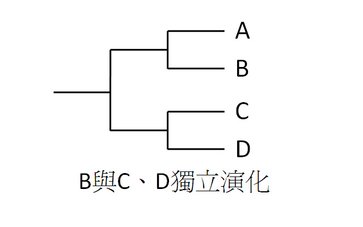 B and CD evolve independently