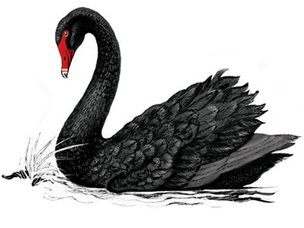 black-swan-772887.jpg