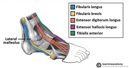 Regional-Anatomy-of-the-Tendons-of-the-Foot-Lateral-View.jpg