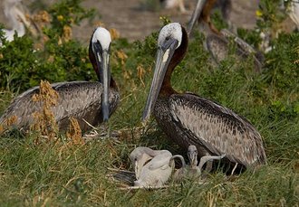 brown_pelicans_on_nest.jpg