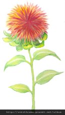 台糖_紅花籽.jpg
