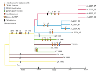 CRISPR evolution in Mycoplasm