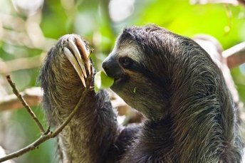 what_do_sloths_eat_171_600.jpg