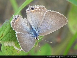 昆蟲綱_鱗翅目_小灰蝶科_波紋小灰蝶-翅面_竹市-香山_20140619.JPG