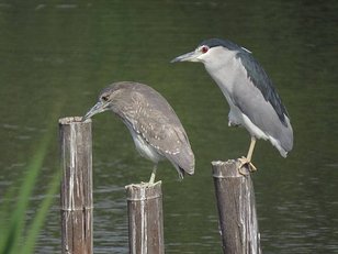 IMG_2586