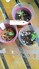 Kohleria Yfs Leah