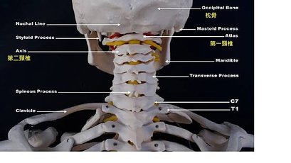 httpswww.spineuniverse.comconditionsupper-neck-disordersupper-cervical-spine-disorders-anatomy-head-upper-neck.jpg