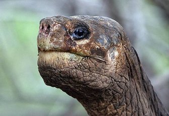 17b Lonesome George (資料圖片).jpg