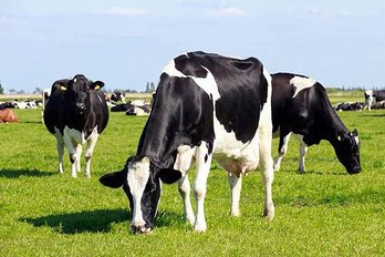 Dairy cows 2.jpg