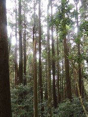 2015-07-30  新竹大混山李棟山八五山   081.JPG