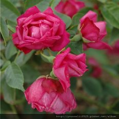 rosa_chinensis_bm_2015_3_1000px.jpg