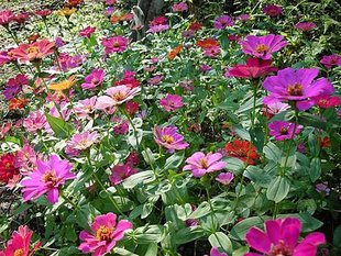 DSCN1019.jpg