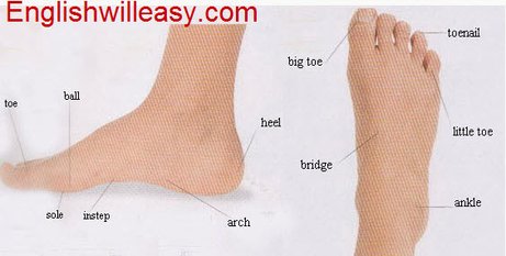 foot