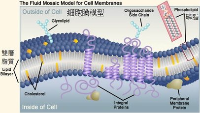 細胞膜模型