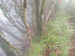 2015-07-30  新竹大混山李棟山八五山   093.JPG