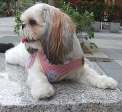 98.7.20寵物展 011.jpg