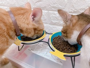 貓侍 Catpool 無穀飼料心得 ｜藍貓侍無穀飼料 六種魚