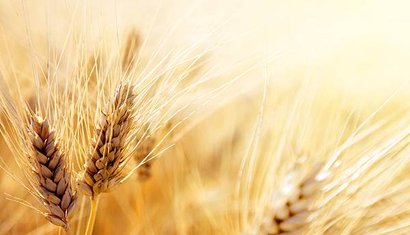 bigstock-Wheat-field-44126500