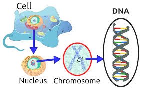 ＤＮA.jpeg