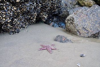 奧瑞岡州西北角海岸著名的Cannon Beach OR