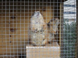 空中動物園之我是誰?我怎麼會在這...