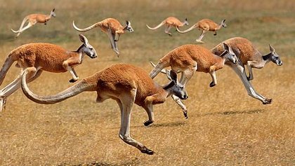 RedKangaroosJumping_EN-GB7687975790_th.jpg