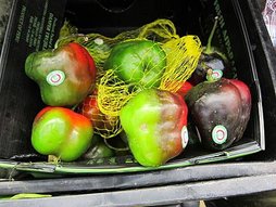 IMG_4576