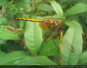 昆蟲綱_蜻蛉目_蜻蜓科_紫紅蜻蜓-雌_苗栗-神龍山莊_20120804