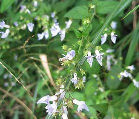 1031026大屯西峰_香茶菜.jpg